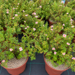 Nátržník krovitý (Potentilla fruticosa) ‘PRETTY POLLY’ - výška 20-30 cm, Ø 30-40 cm, kont. C3L